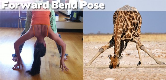 Photo : ces animaux qui pratiquent le Yoga... (15)