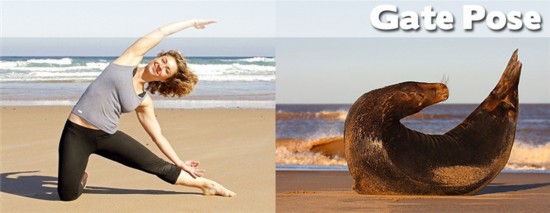 Photo : ces animaux qui pratiquent le Yoga... (2)