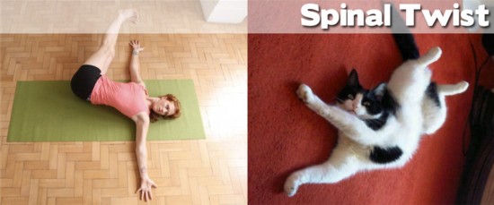 Photo : ces animaux qui pratiquent le Yoga... (8)