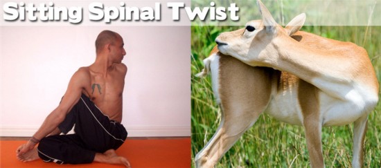 Photo : ces animaux qui pratiquent le Yoga... (9)