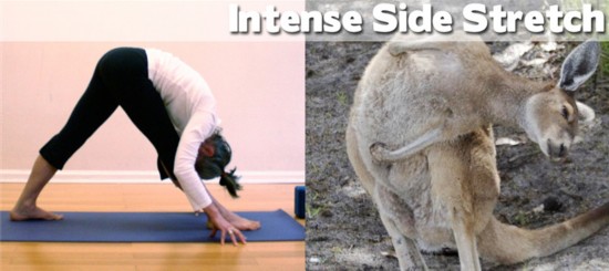 Photo : ces animaux qui pratiquent le Yoga... (10)