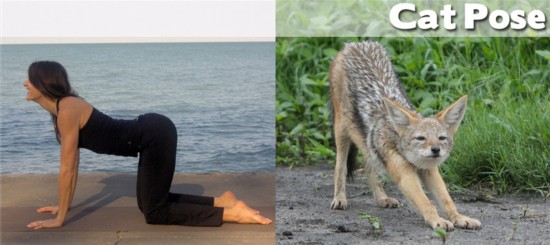 Photo : ces animaux qui pratiquent le Yoga... (11)