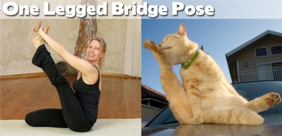 Photo : ces animaux qui pratiquent le Yoga... (7)