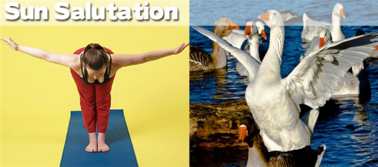 Photo : ces animaux qui pratiquent le Yoga... (6)