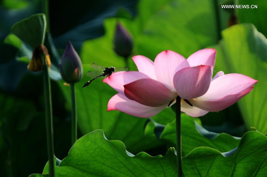 BEAUTE EN IMAGES: la libellule et le lotus (2)