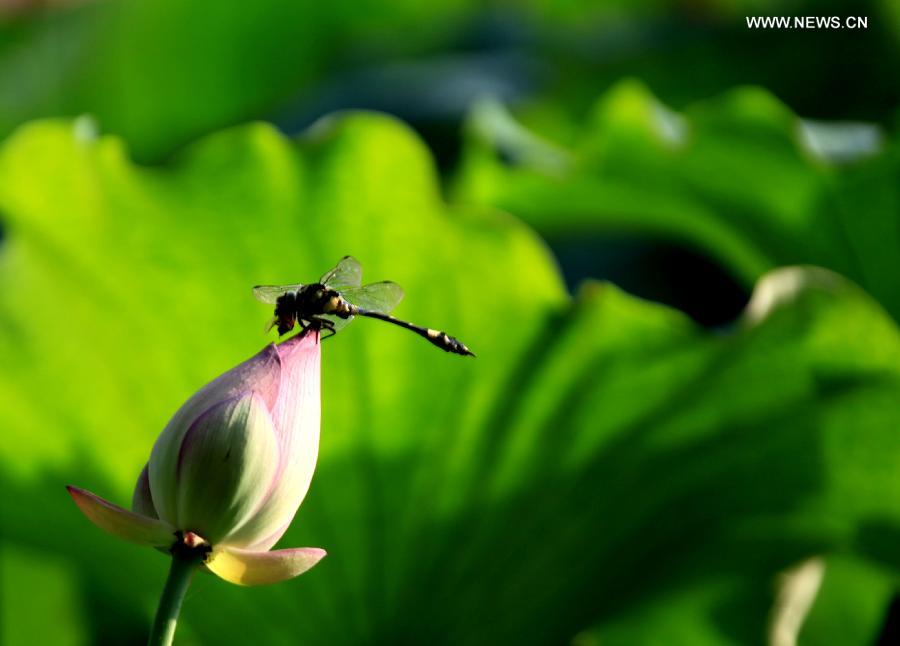 BEAUTE EN IMAGES: la libellule et le lotus