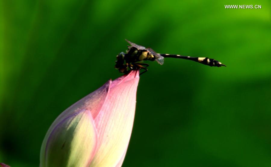 BEAUTE EN IMAGES: la libellule et le lotus (4)