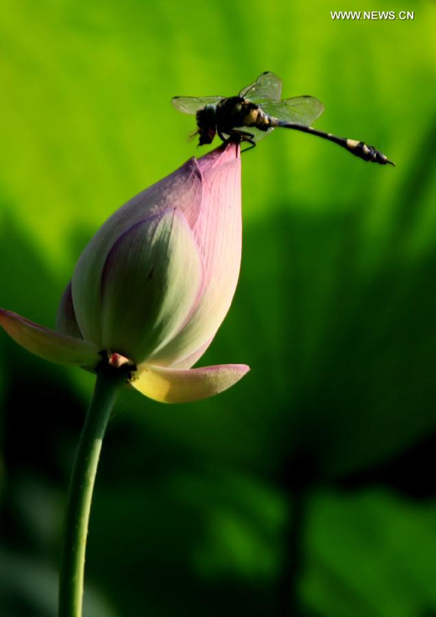 BEAUTE EN IMAGES: la libellule et le lotus (3)