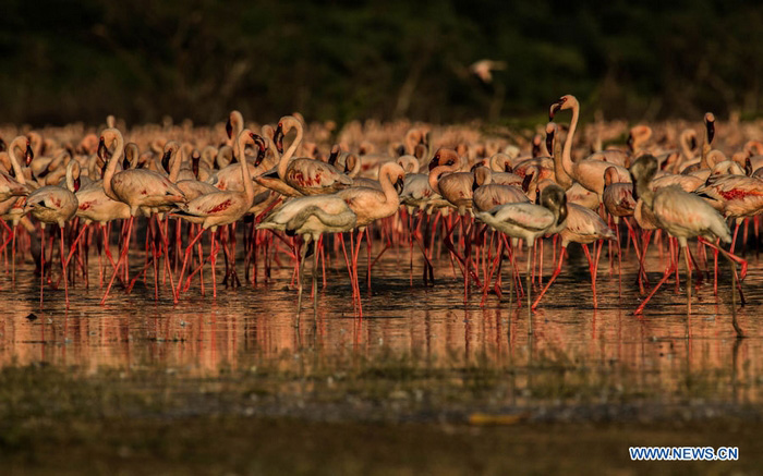 EN IMAGES: Des flamants au lac Bogoria au Kenya (6)