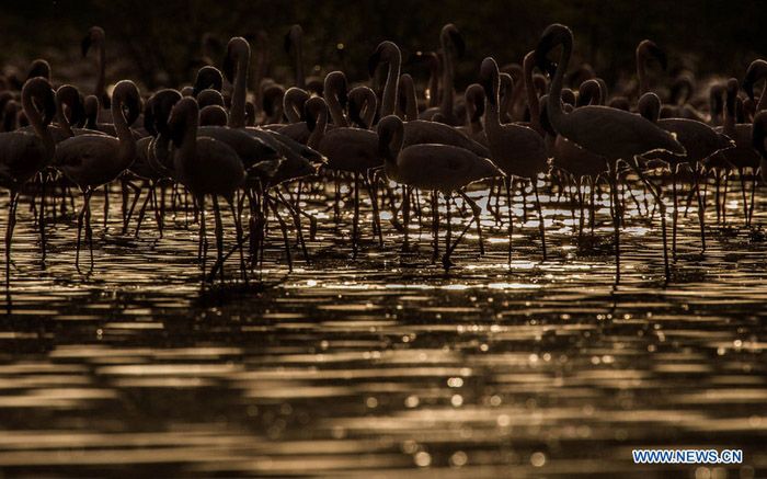 EN IMAGES: Des flamants au lac Bogoria au Kenya (9)