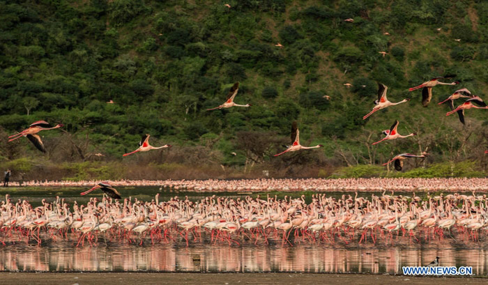 EN IMAGES: Des flamants au lac Bogoria au Kenya (8)
