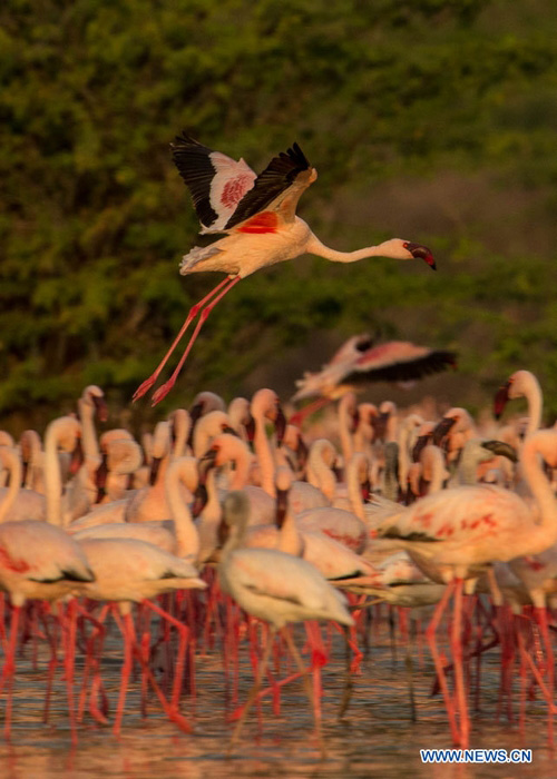 EN IMAGES: Des flamants au lac Bogoria au Kenya (7)