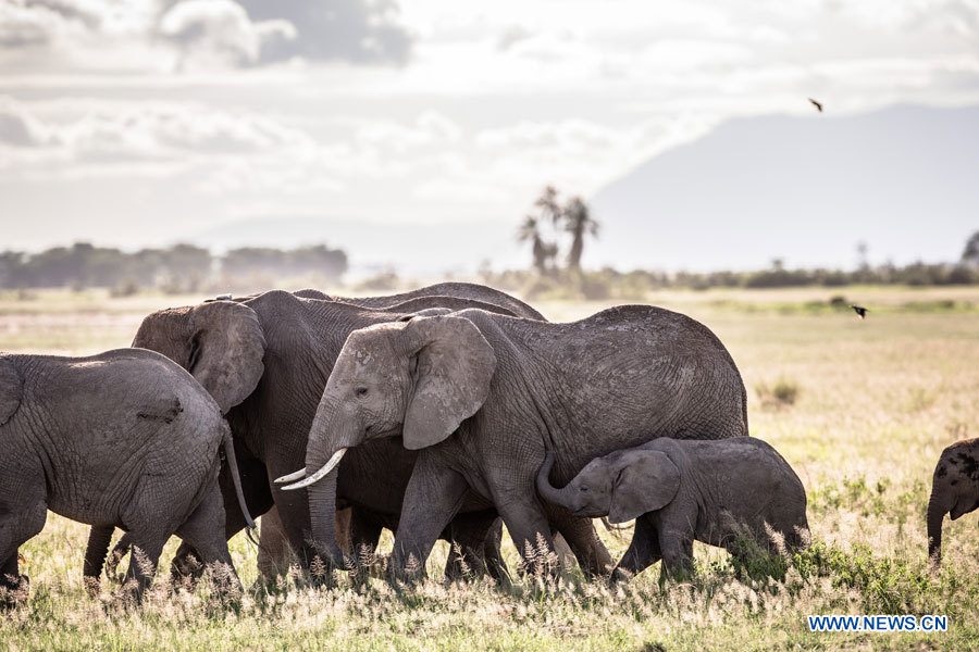 Journée mondiale de l'éléphant: prenons soin des éléphants! (4)