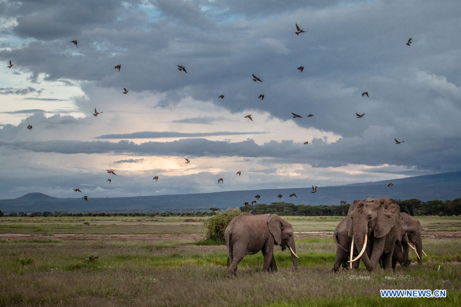 Journée mondiale de l'éléphant: prenons soin des éléphants! (8)