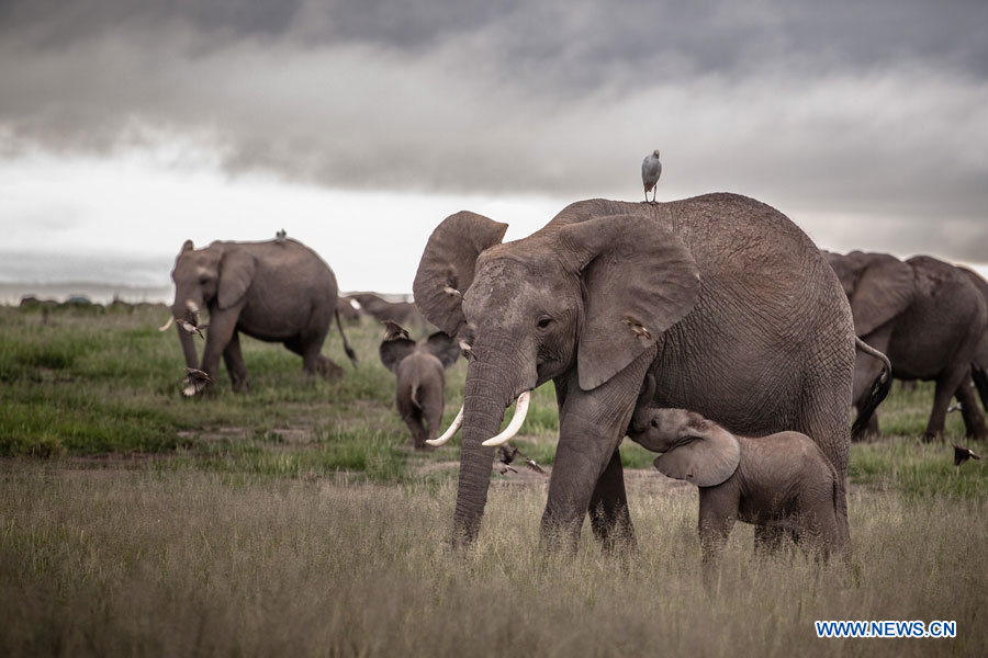 Journée mondiale de l'éléphant: prenons soin des éléphants! (7)