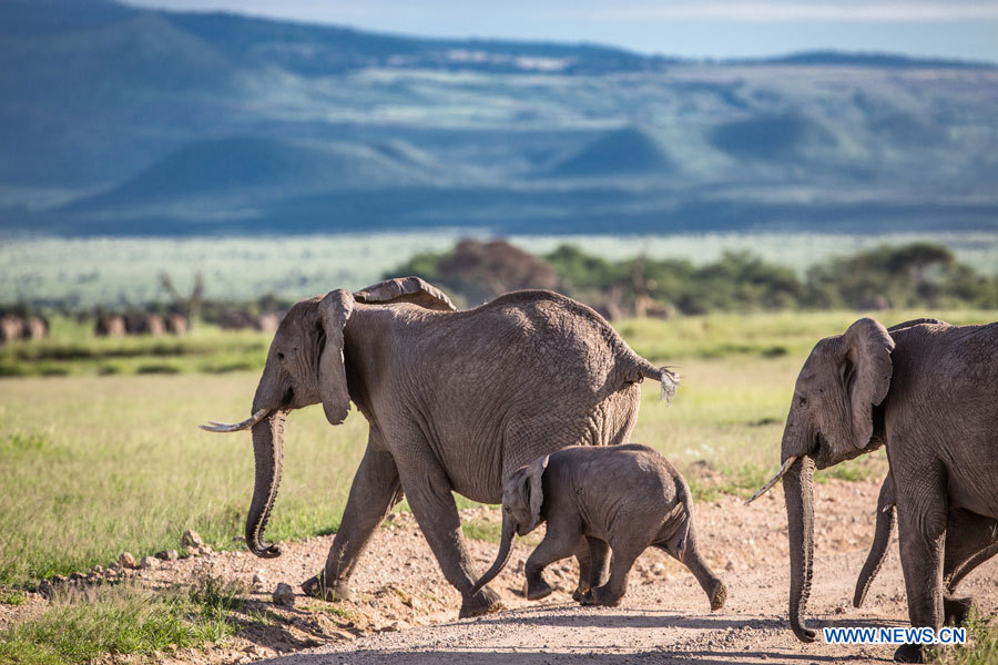 Journée mondiale de l'éléphant: prenons soin des éléphants!