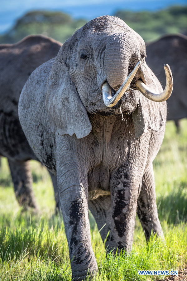 Journée mondiale de l'éléphant: prenons soin des éléphants! (2)