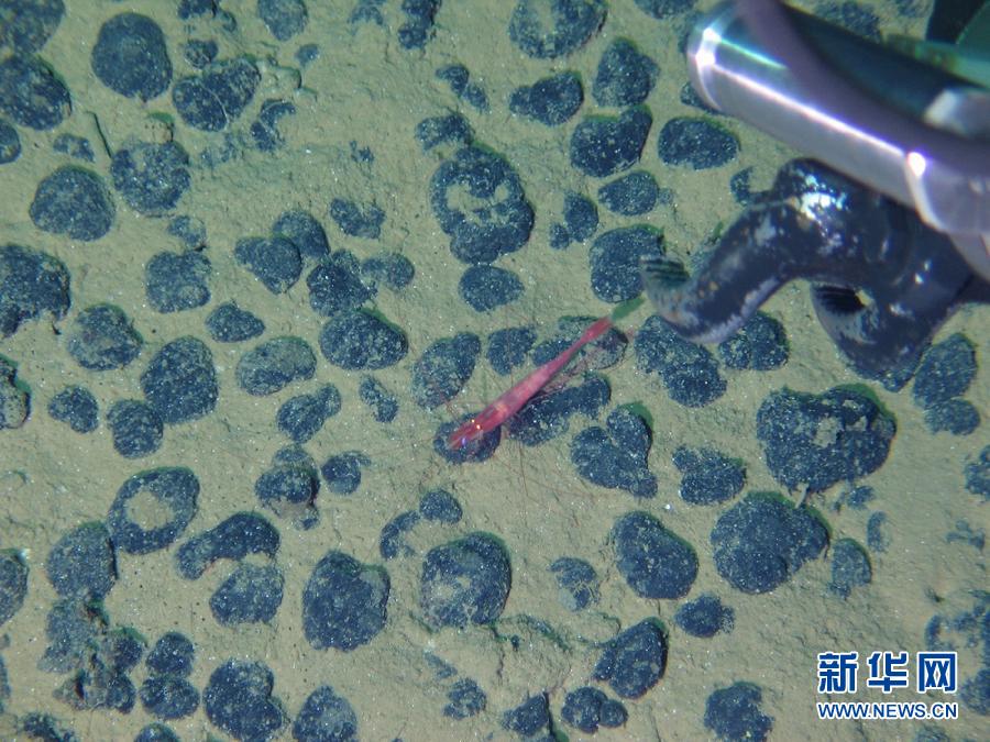 Le submersible Jiaolong découvre plusieurs espèces rares (6)