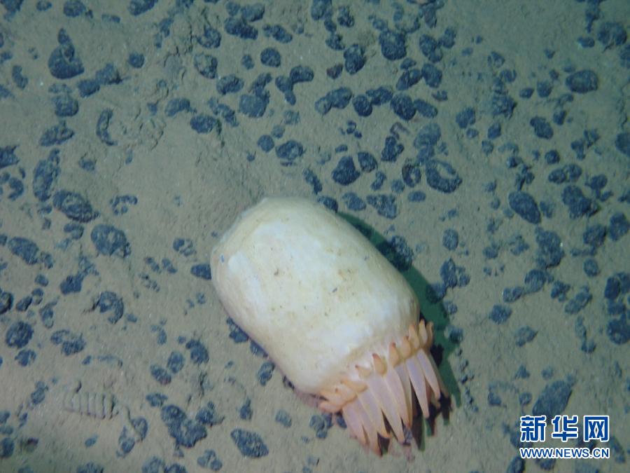 Le submersible Jiaolong découvre plusieurs espèces rares (5)
