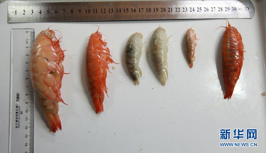 Le submersible Jiaolong découvre plusieurs espèces rares (4)