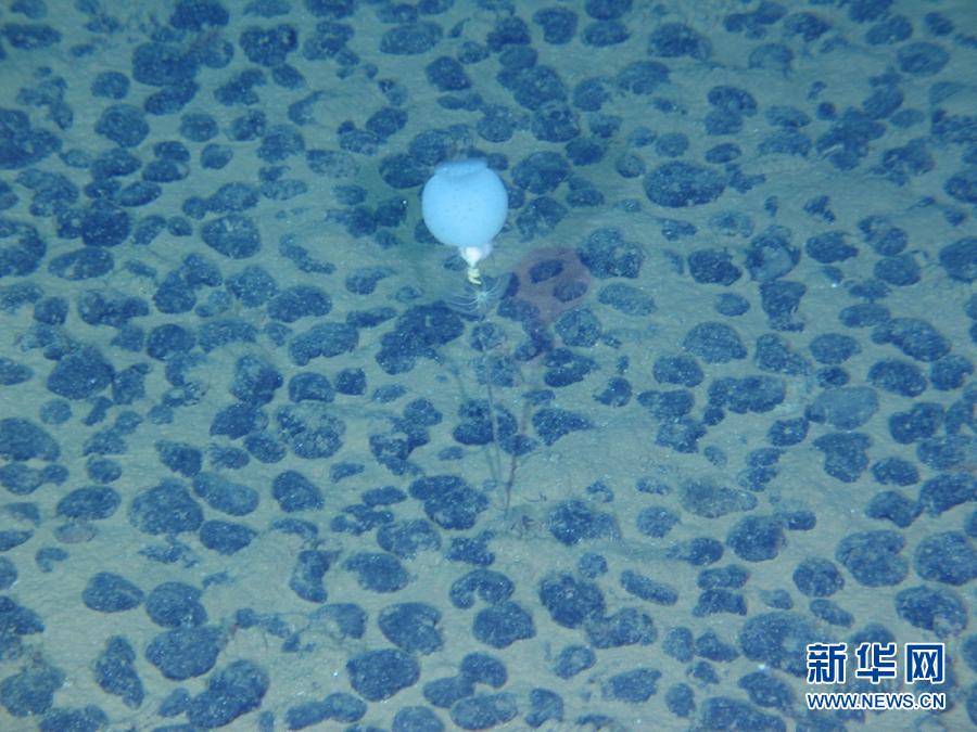 Le submersible Jiaolong découvre plusieurs espèces rares (2)