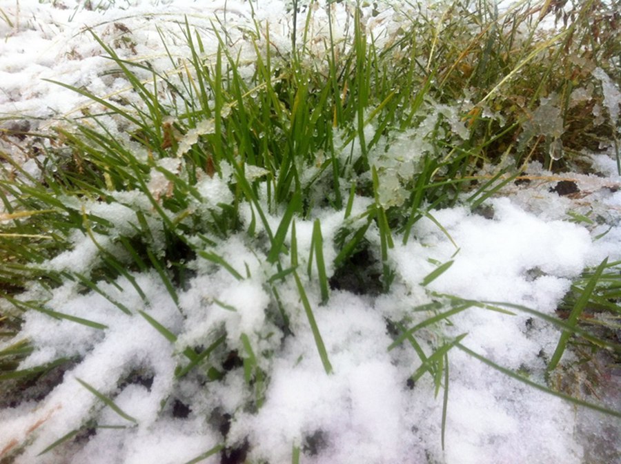 Xinjiang : il neige en plein mois d'août ! (8)