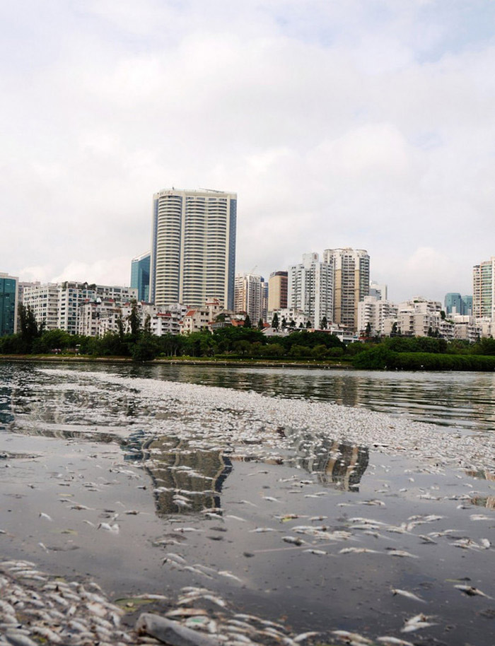 Xiamen : des milliers de poissons morts à cause de la pluie (2)