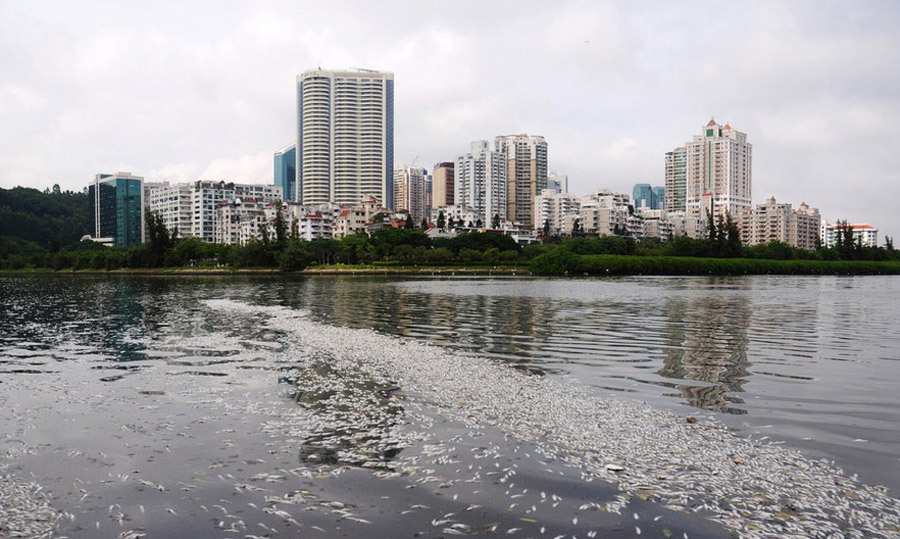 Xiamen : des milliers de poissons morts à cause de la pluie
