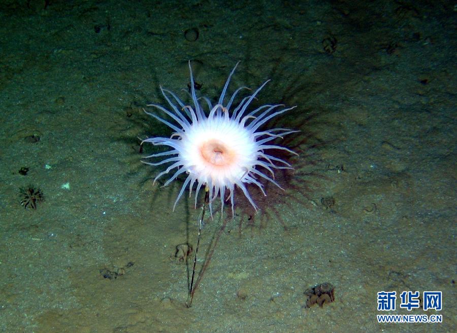 En images: les animaux rares du fond de la mer (6)