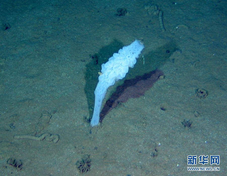 En images: les animaux rares du fond de la mer (5)