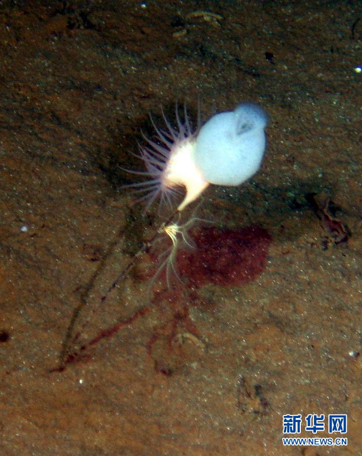 En images: les animaux rares du fond de la mer (4)