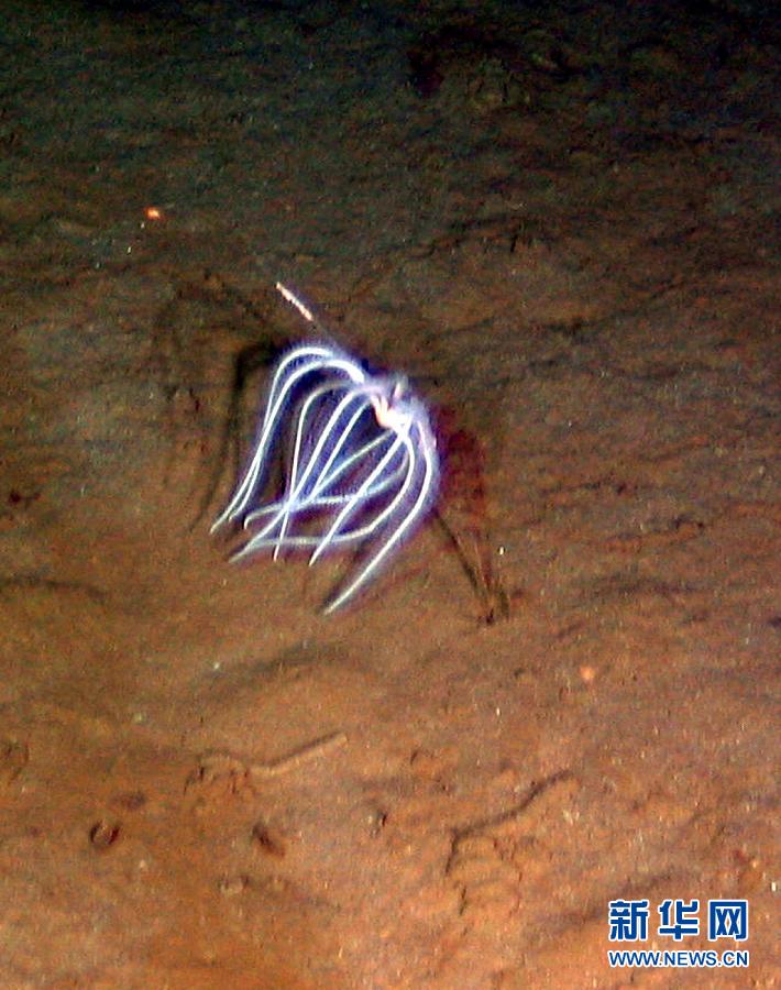 En images: les animaux rares du fond de la mer