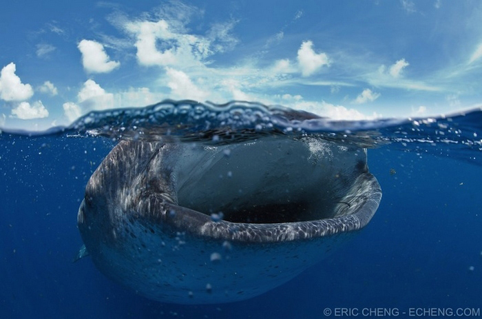 Photos - un monde merveilleux sous-marin (16)