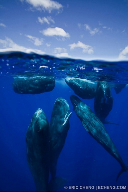 Photos - un monde merveilleux sous-marin (5)