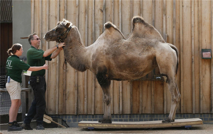 Les gardiens pèsent Noemie, un chameau de Bactriane, lors d'une séance de photos pour rendre publiques les prises de mesures annuelles de tous les animaux du zoo de Londres, dans le centre de Londres, le 21 août.