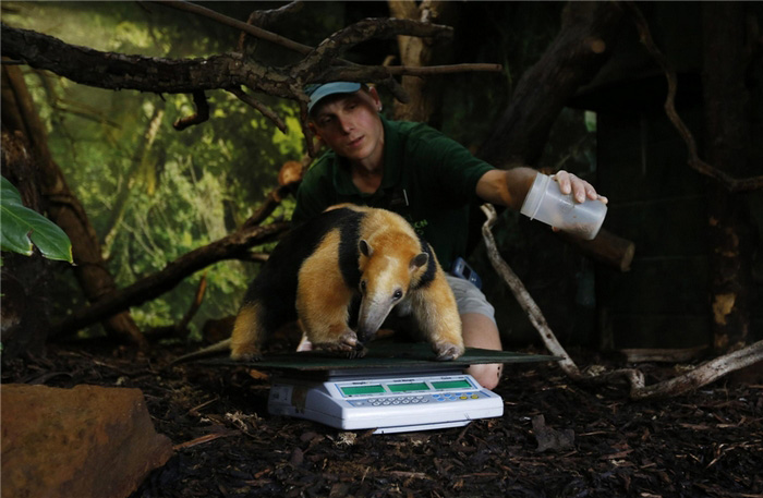 Marcel McKinley, gardien de zoo, utilise des vers pour attirer Tammy, un fourmilier tamandua, pour le faire rester sur une balance.