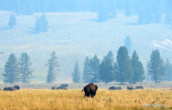 Découvrez la beauté du Parc national de Yellowstone aux Etats-Unis (3)