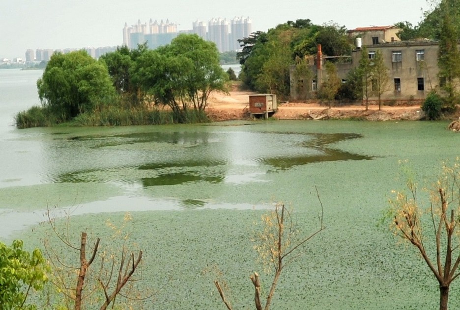 Wuhan : de la peinture verte déversée dans le lac Houguanhu (9)