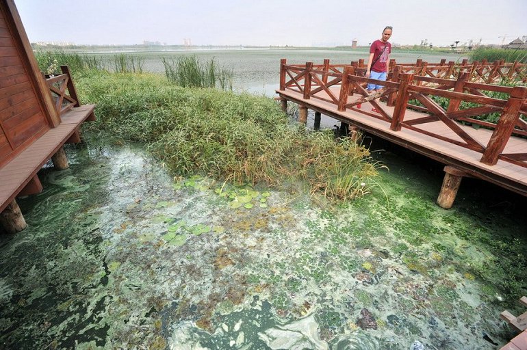 Wuhan : de la peinture verte déversée dans le lac Houguanhu (8)