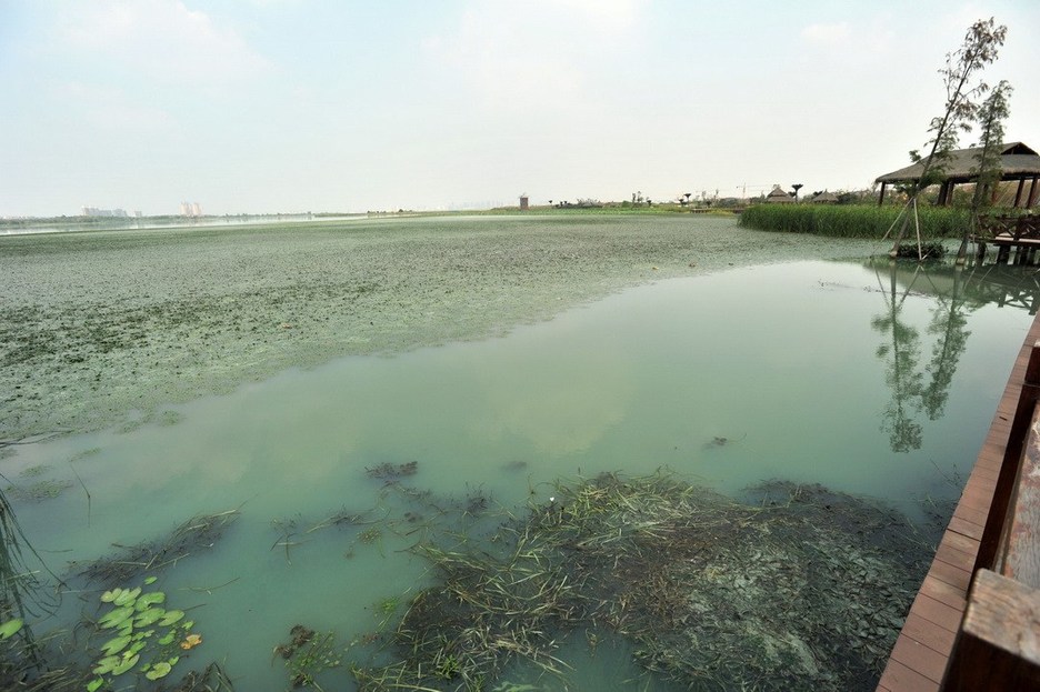 Wuhan : de la peinture verte déversée dans le lac Houguanhu (7)