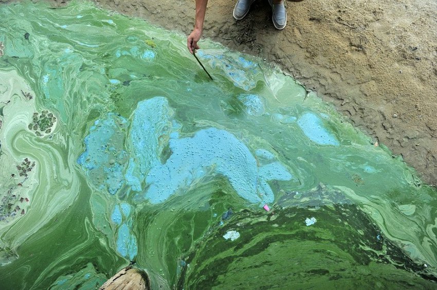 Wuhan : de la peinture verte déversée dans le lac Houguanhu (5)