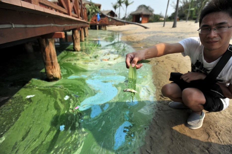 Wuhan : de la peinture verte déversée dans le lac Houguanhu (4)