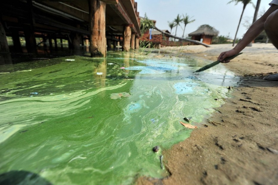 Wuhan : de la peinture verte déversée dans le lac Houguanhu (3)