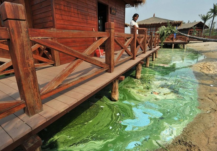 Wuhan : de la peinture verte déversée dans le lac Houguanhu (2)