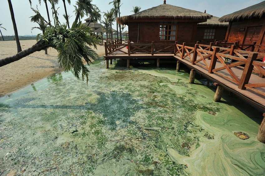 Wuhan : de la peinture verte déversée dans le lac Houguanhu