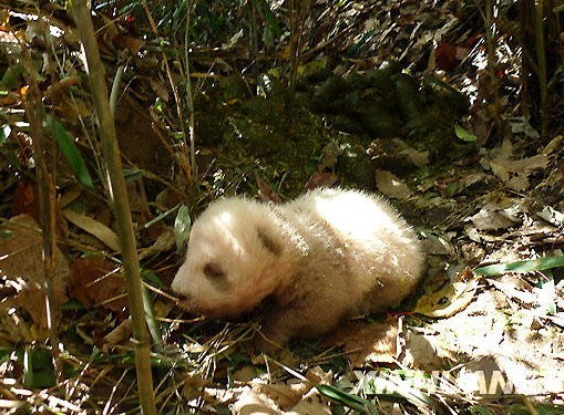 Le petit Qizai au moment qu'il a été découvert