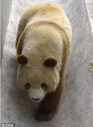 Qizai, le panda géant brun de la province du Shaanxi (8)