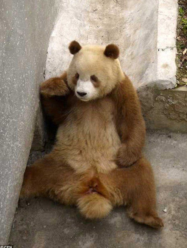 Qizai, le panda géant brun de la province du Shaanxi (5)
