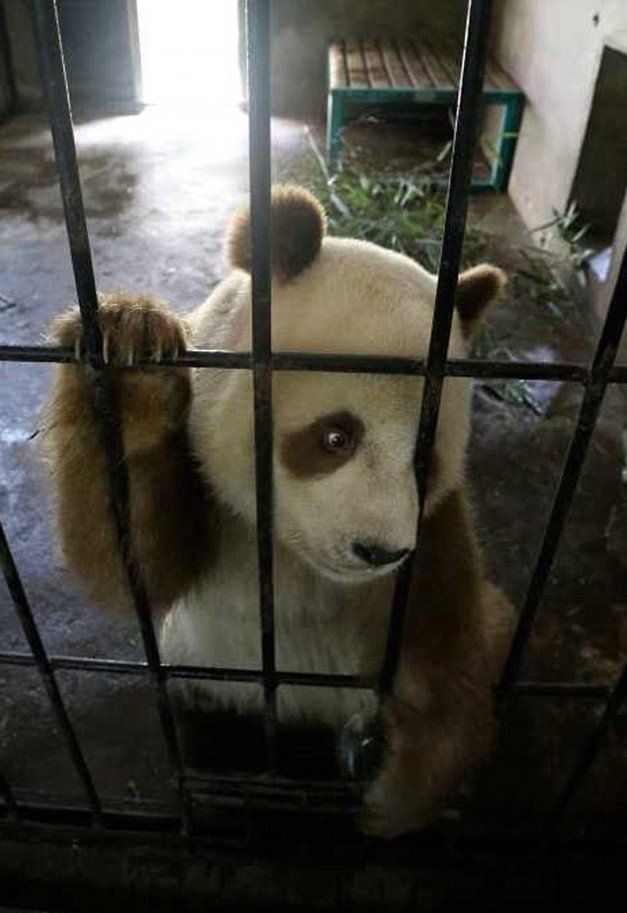 Qizai, le panda géant brun de la province du Shaanxi (6)