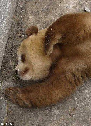 Qizai, le panda géant brun de la province du Shaanxi (7)
